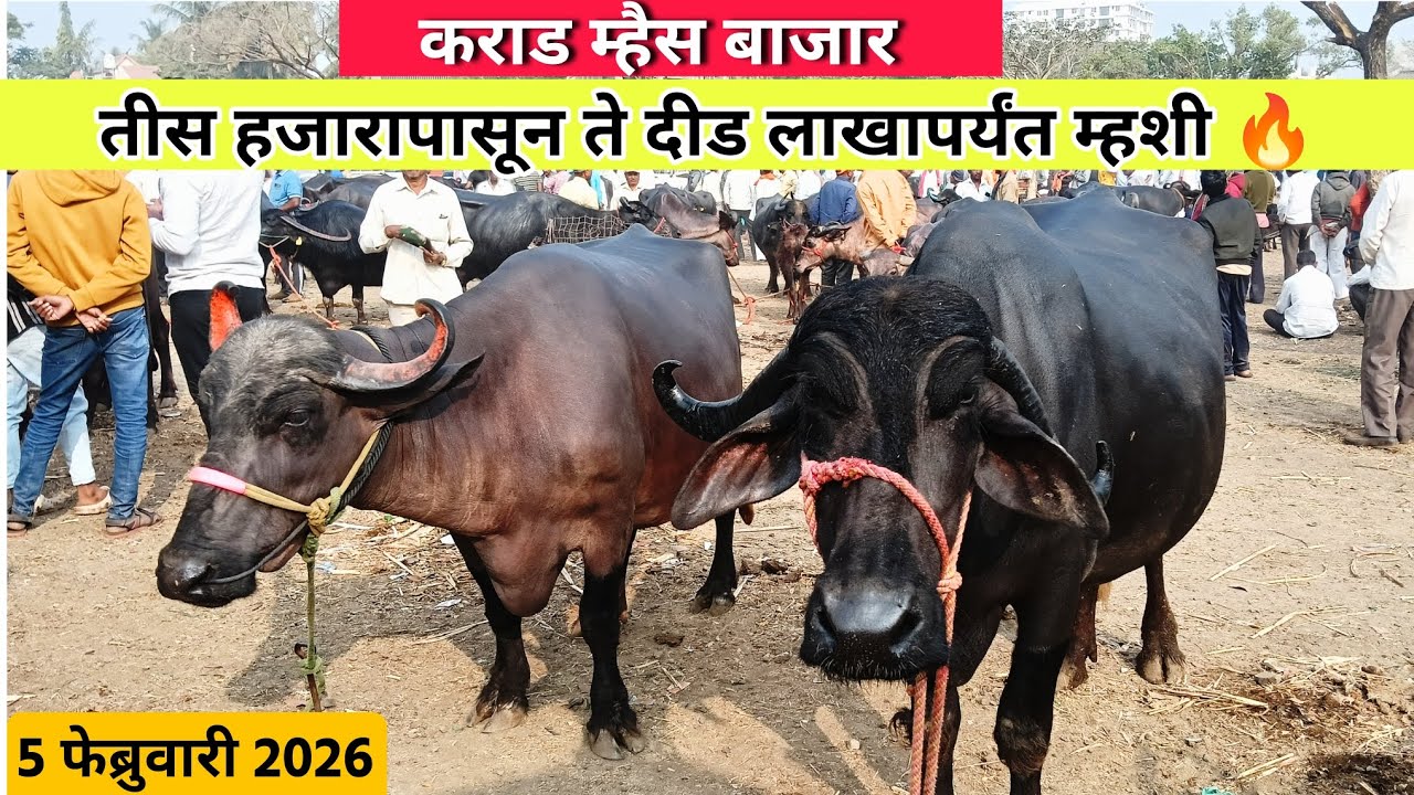 आजचा कराड म्हैस बाजार | तीस हजारापासून ते दीड लाखापर्यंत म्हशी | 