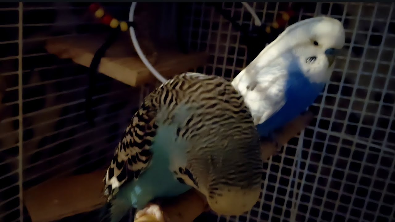 What our flock get up to on a daily basis