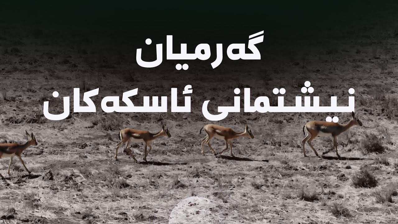 دۆکیومێنتاری - گەرمیان، نیشتمانی ئاسکەکان