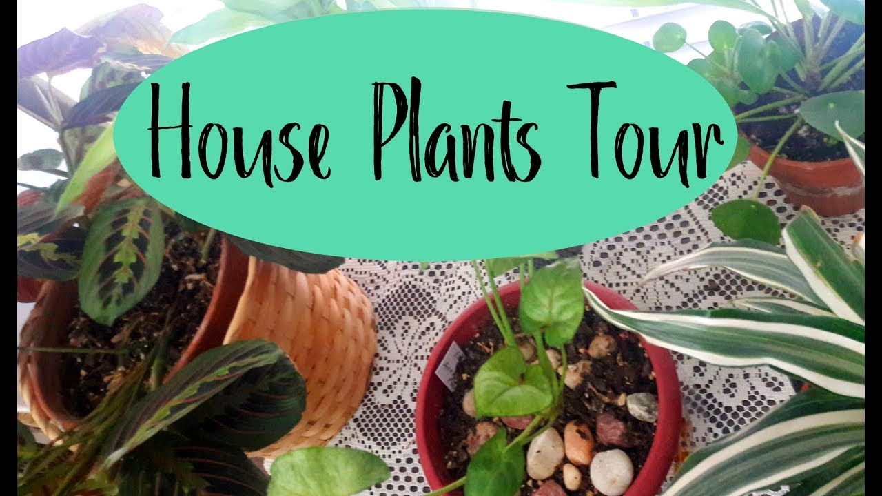 Bedroom House Plant Tour, low light house plants - June 2018