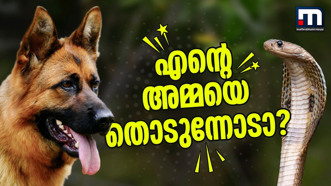 എന്റെ അമ്മയെ തൊടുന്നോടാ? വീട്ടമ്മയെ കടിച്ച പാമ്പിനെ കൊന്ന് രക്ഷകയായി ജൂലി | Pet Dog