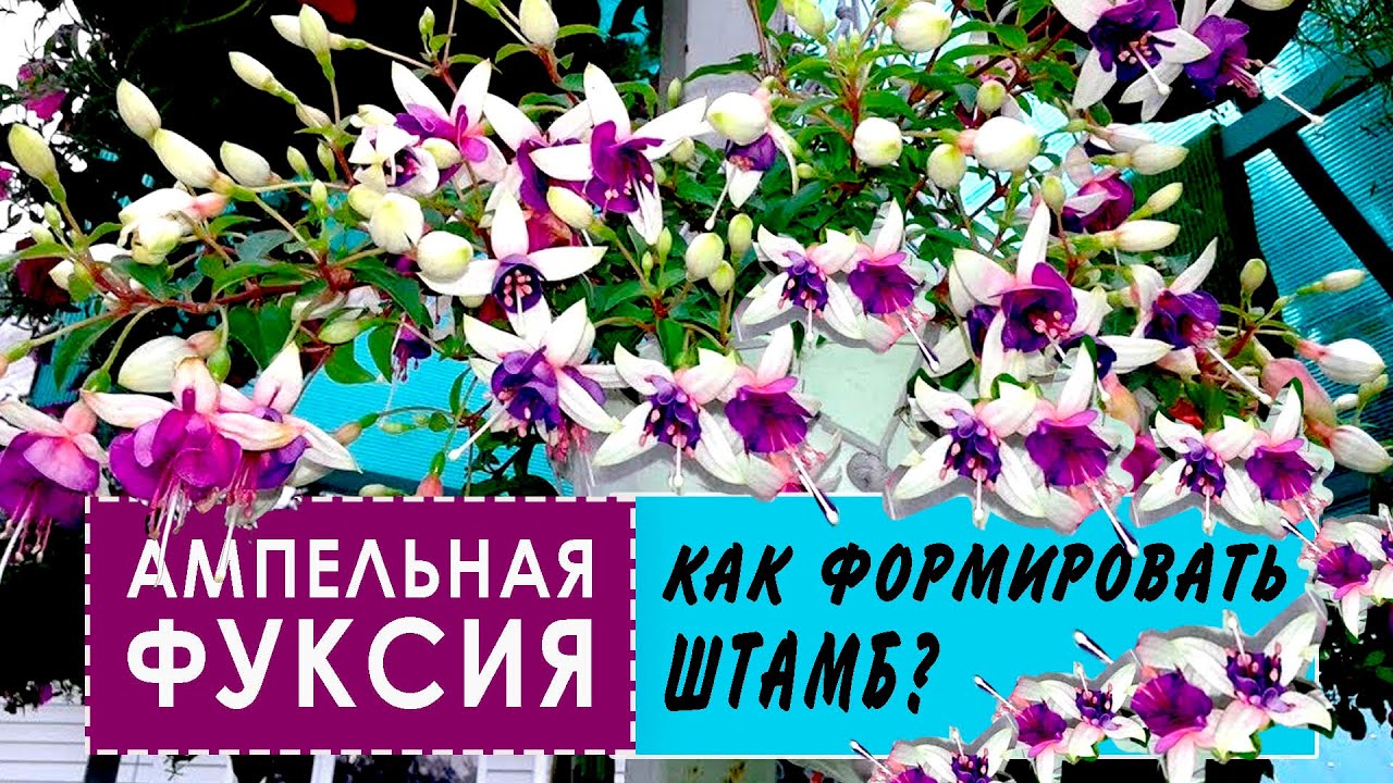 Ампельная ФУКСИЯ. Как правильно формировать и как вырастить штамб