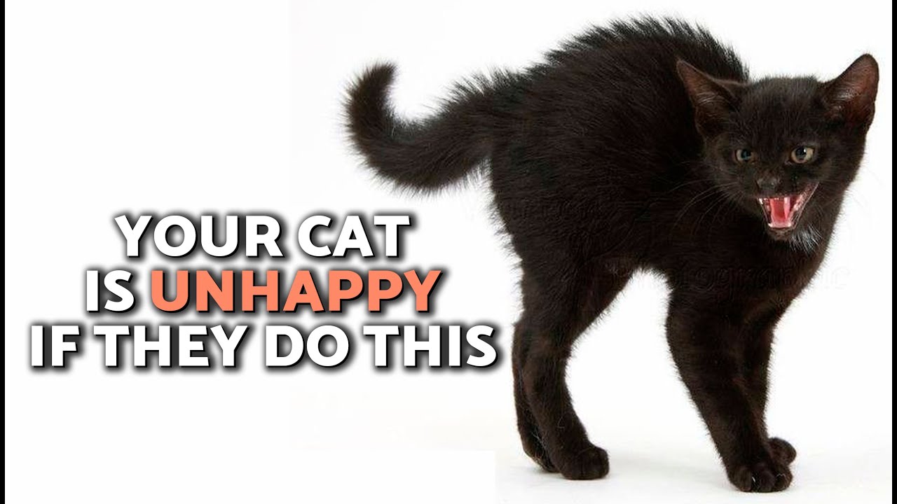 Ваша кошка недовольна, если она проявляет эти признаки 🙀😿 Обратите внимание!