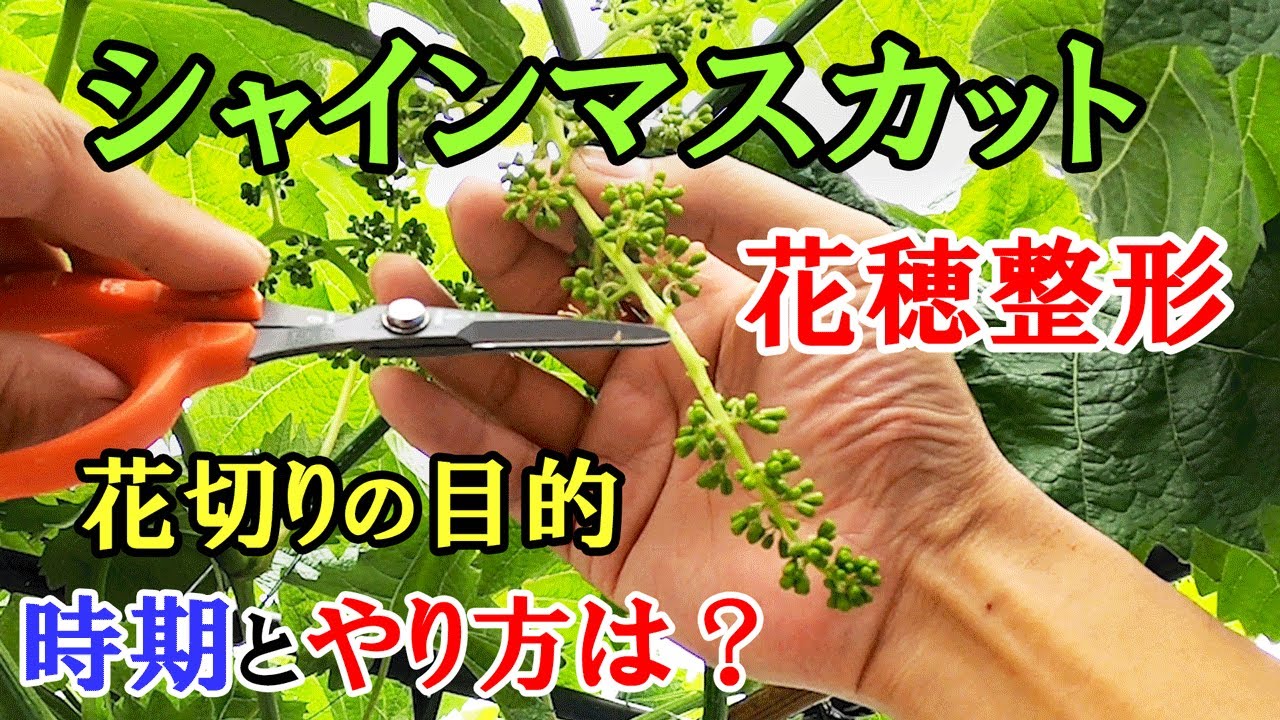 【シャインマスカットの花穂整形】 花切りの目的・やり方・時期についての解説と実演