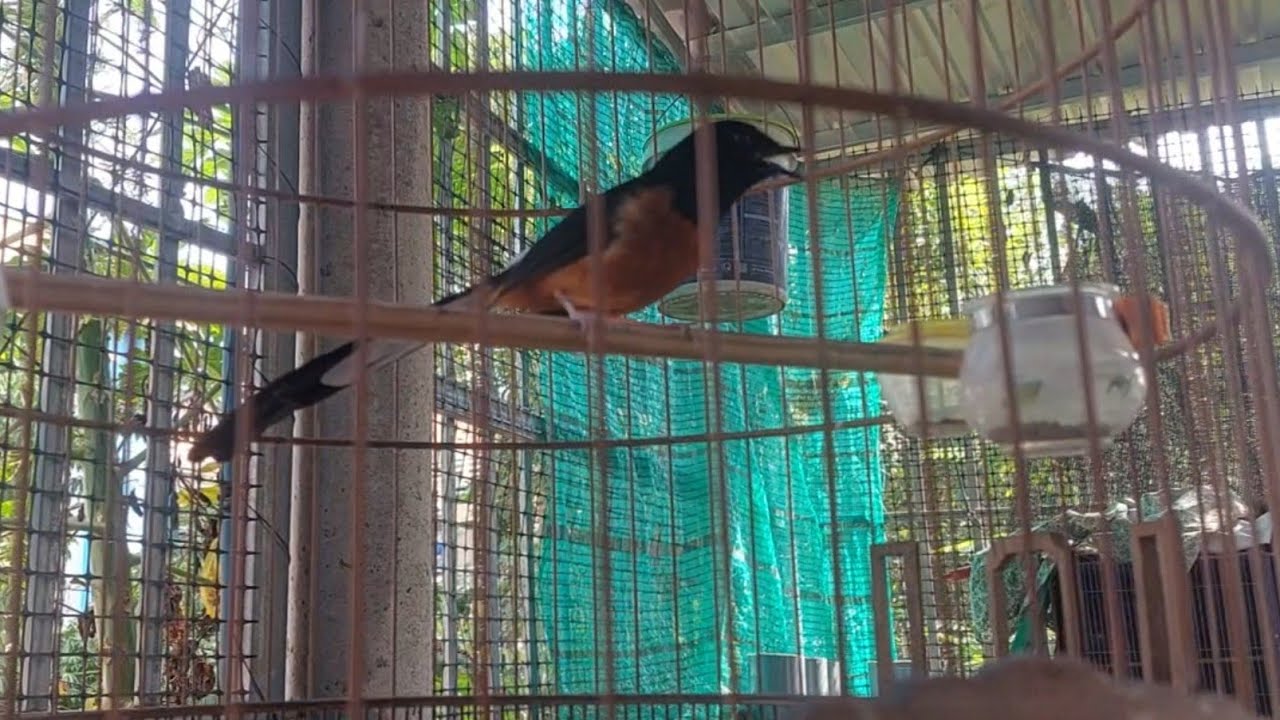 Cute Confession, Late Afternoon Singing: Birds White-rumped shama. Chích chòe lửa hót đấu/ Birdsong