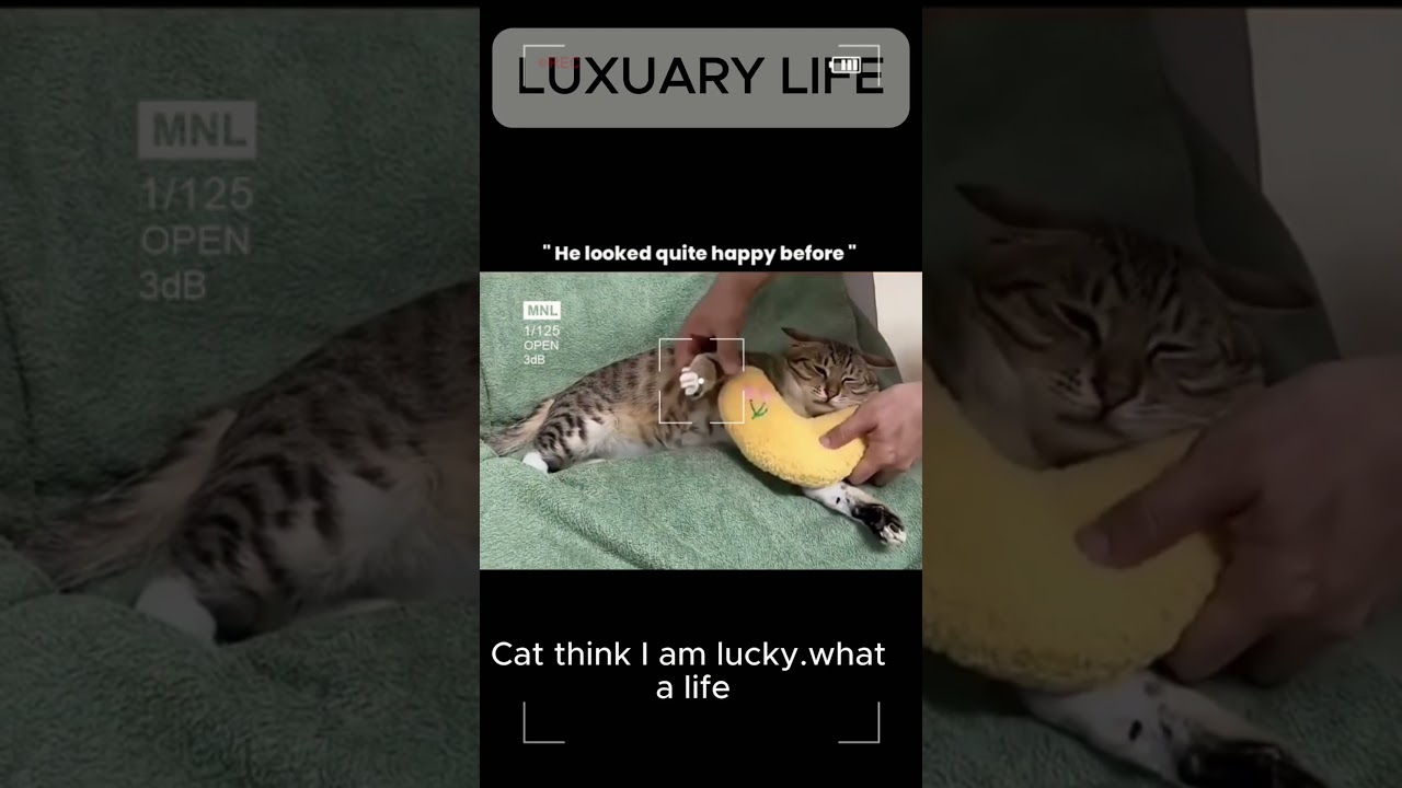 Furry Fails | Funniest Animal Moments Ever!