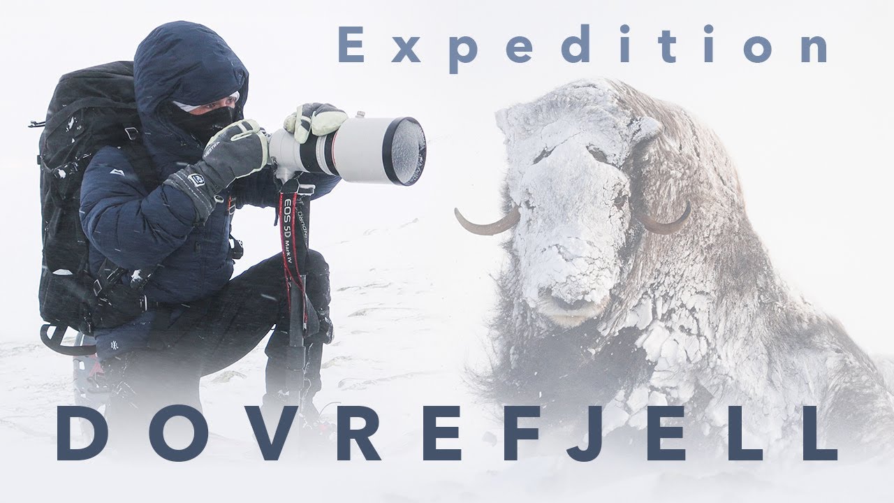 5 Day Solo Winter Expedition  ⎸ Wildlife Photography on Dovrefjell