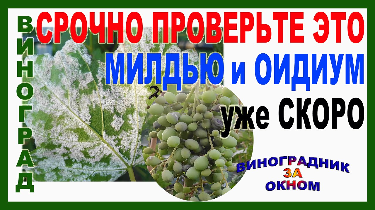 🍇 Внимание срочно проверьте это! Иначе Милдью и Оидиум на винограде. Как определить и что делать?