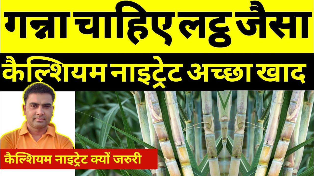 सितंबर महीने में गन्ने की देखभाल कैसे करें । कैल्शियम नाइट्रेट के नुकसान और फायदे।  कैल्शियम खाद ।