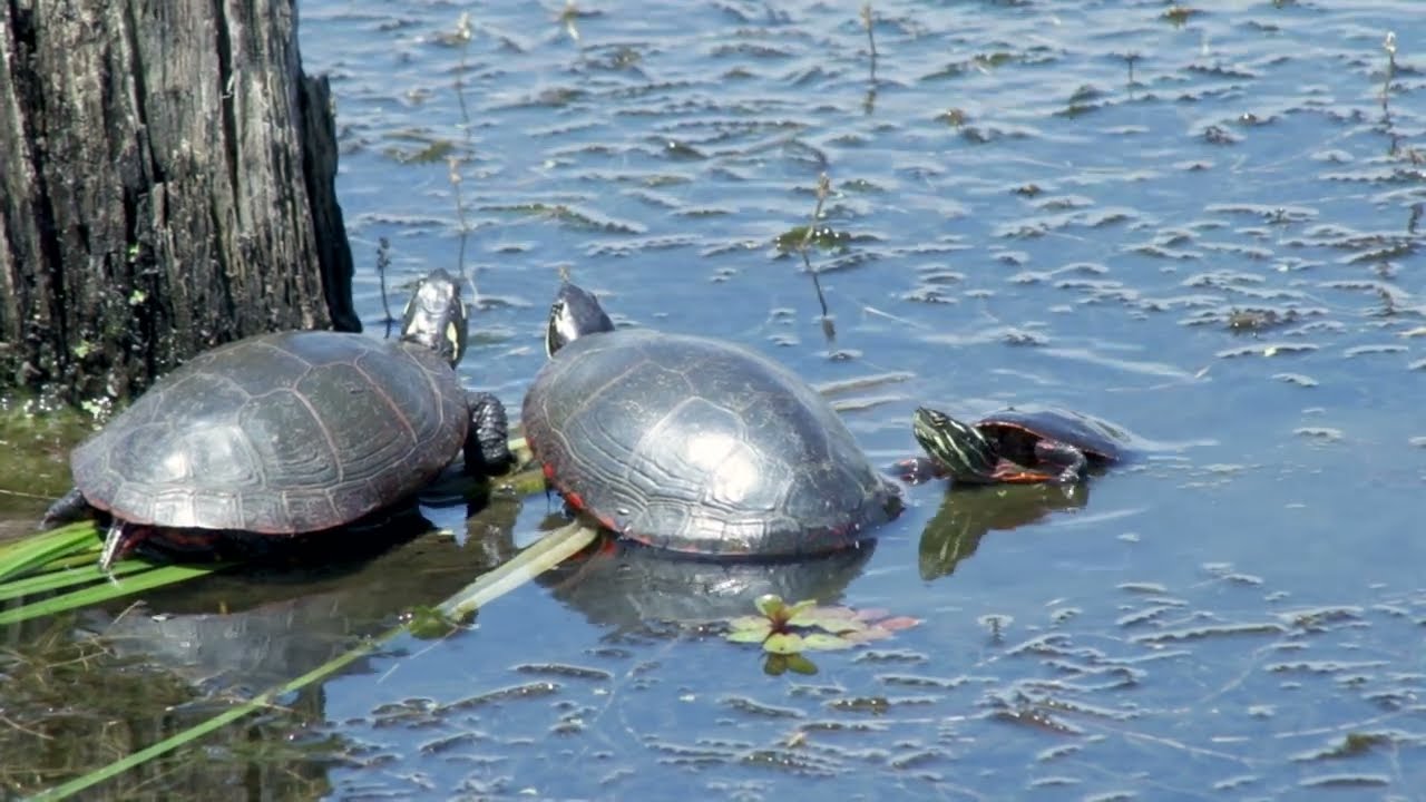 A Moment in the Wild: Painted Turtle