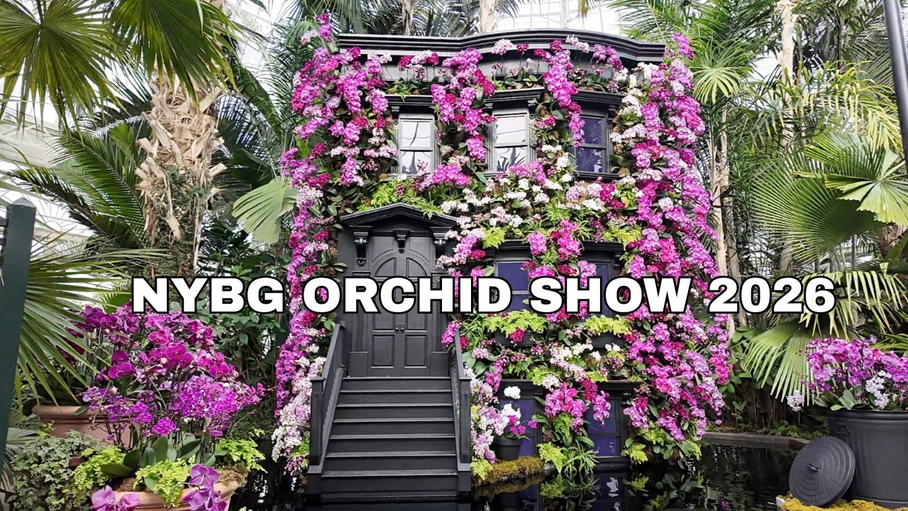 Orchid Show 2026 | Mr. Flower Fantastic's Concrete Jungle