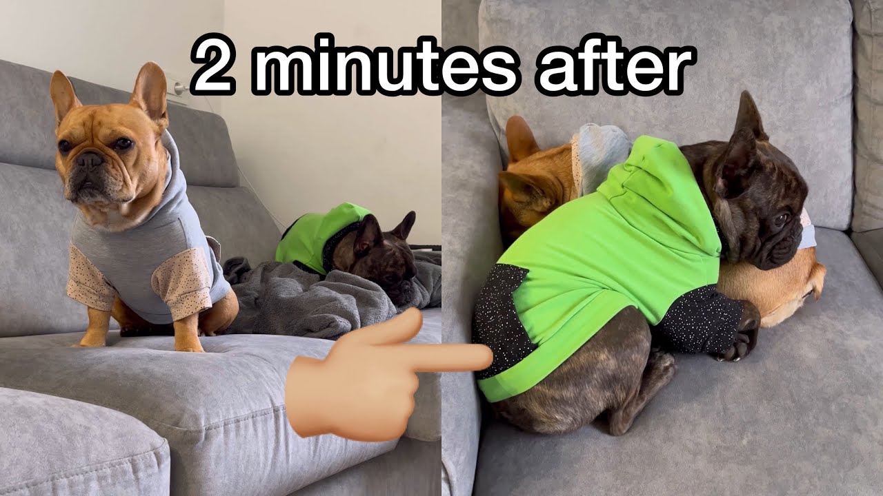 This Is PURE DOGS LOVE