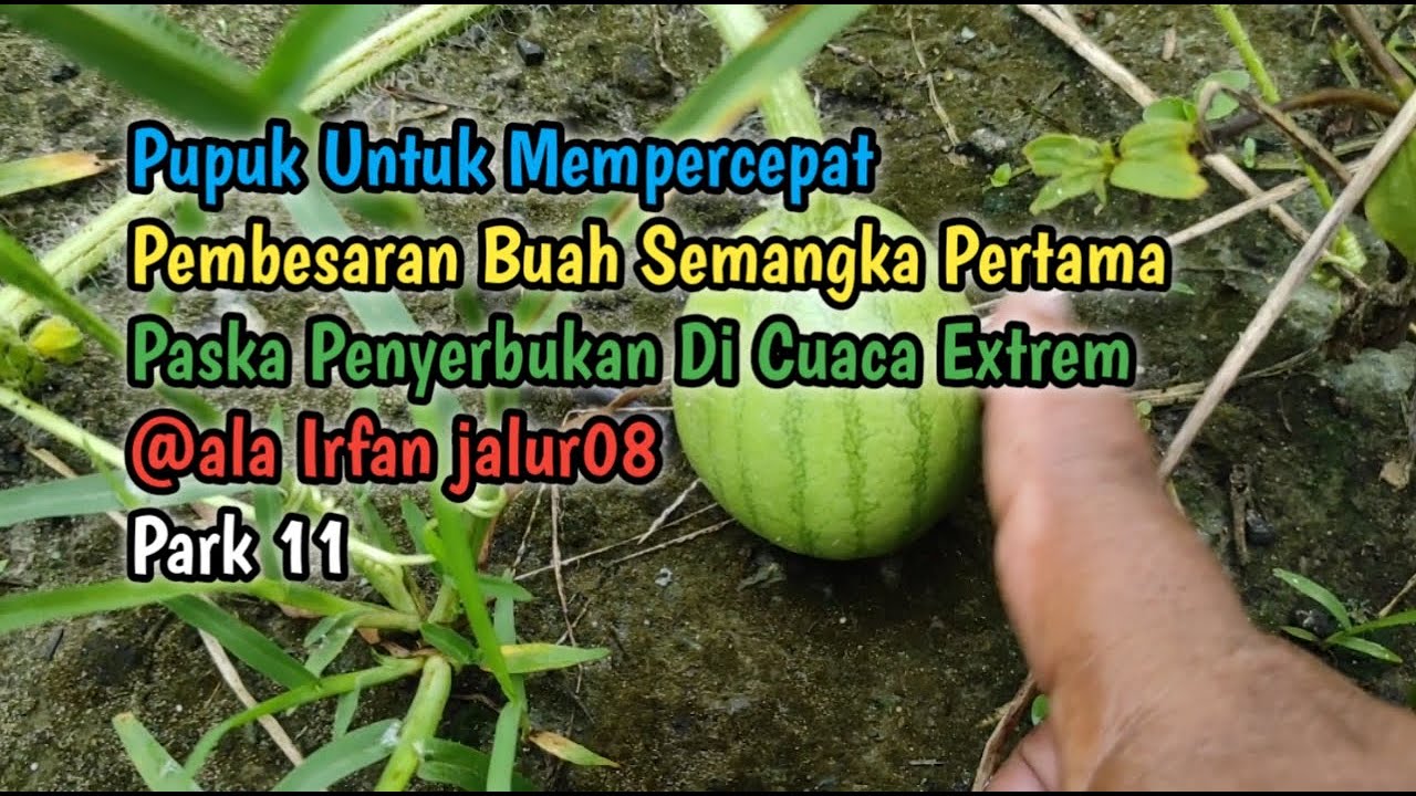 Pupuk Unt Mempercepat Pembesaran Buah Semangka 01 Paska Penyerbukan Di Cuaca Extrem @alaIrfanjalur08