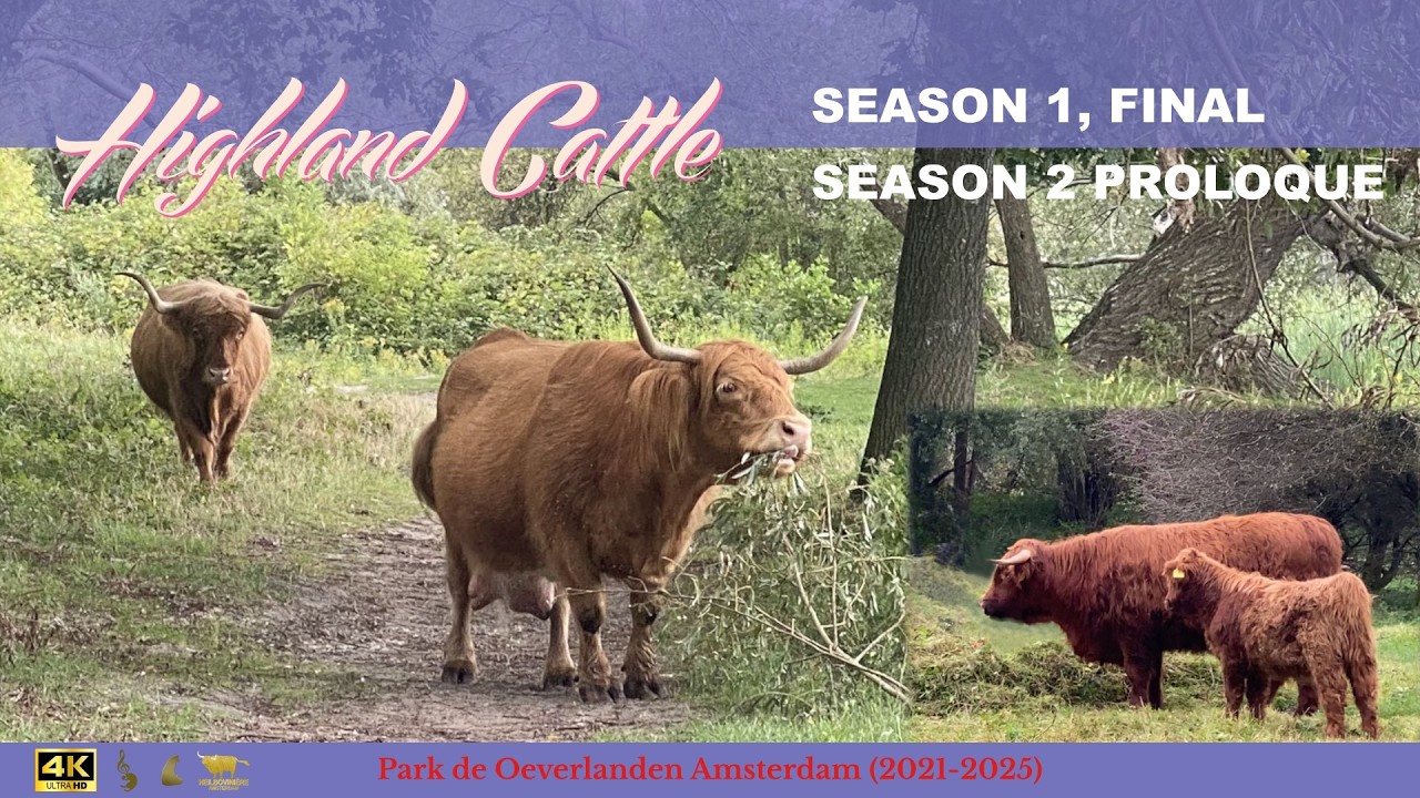 【Highland Cattle】Season 1: Finale -Farewells- / Season 2: Prologue -Encounters-  | Amsterdam
