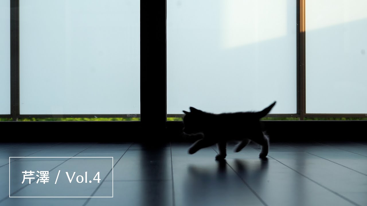 保護猫 | 技を繰り広げ敵を倒す！ | 赤ちゃん猫の成長記録