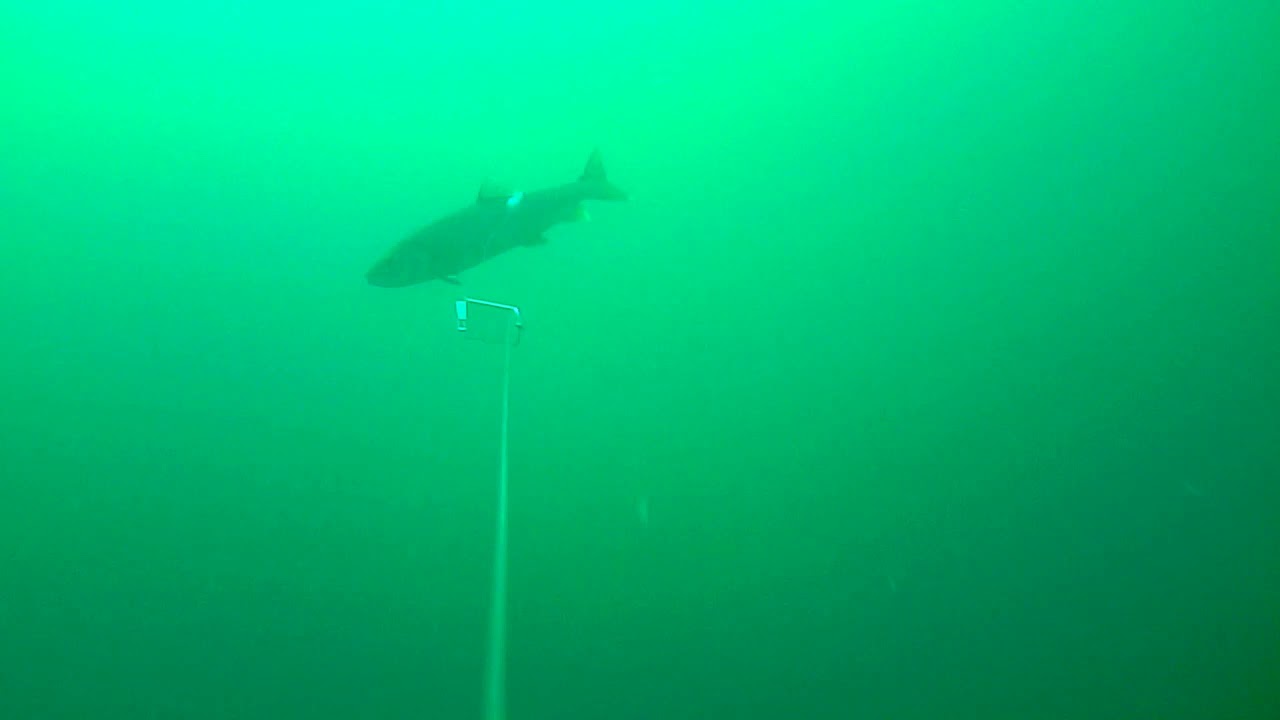 Underwater Footage Of Lake Trout Striking Flasher Fly In Lake Michigan