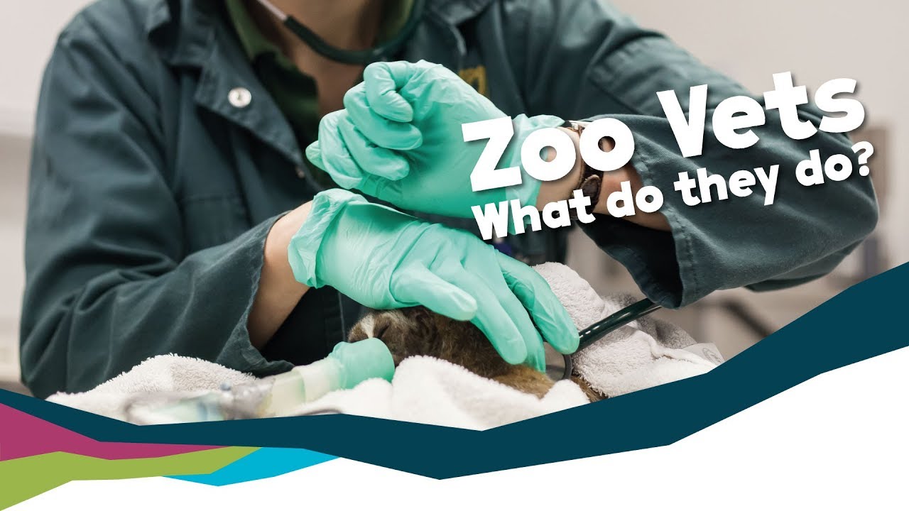 What Does a Zoo Vet Do? - Meet Our Team