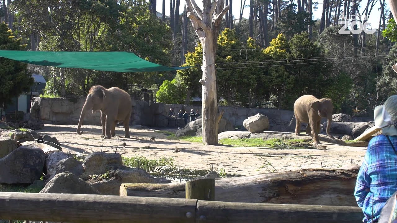 Zoo Tales - Anjalee and Burma