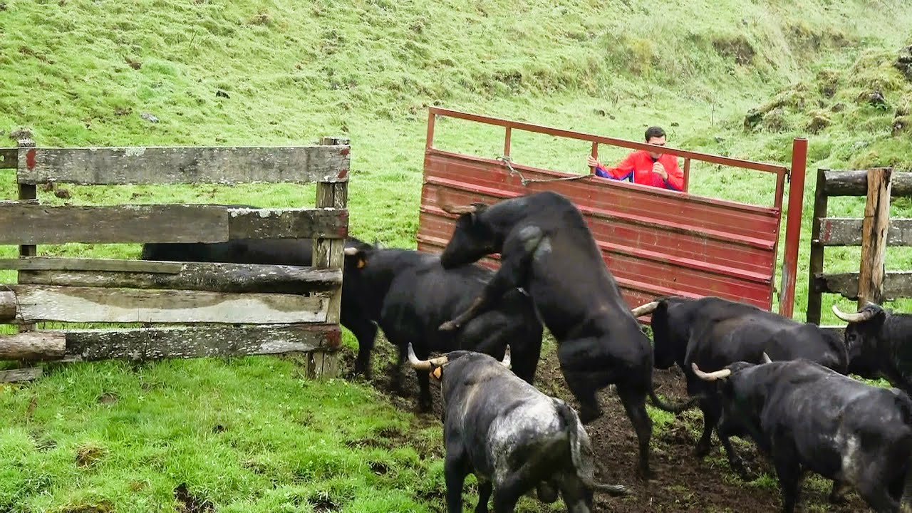JAF - Separando Os Touros - Separating The Bulls For Bullfights - Terceira Island - Azores