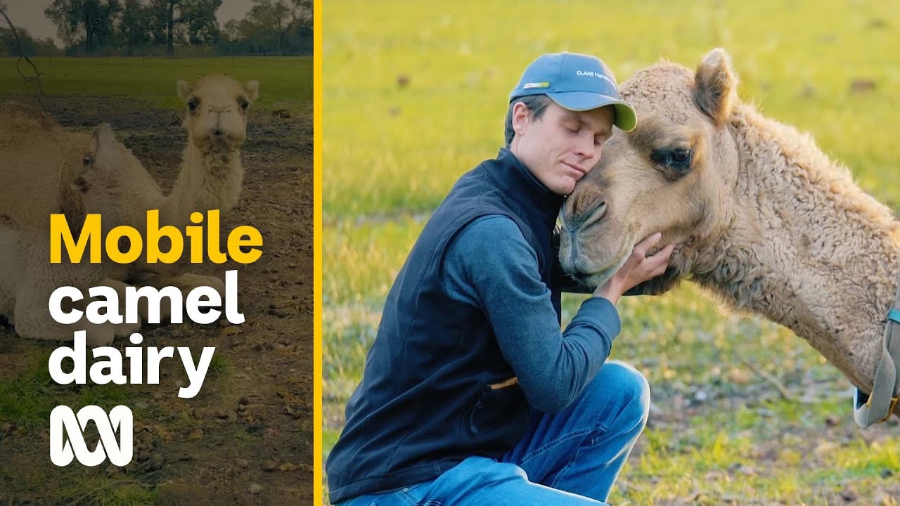 Australia's first mobile camel dairy designed by farmer who is legally blind | ABC Australia
