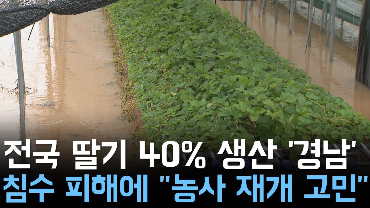 딸기 하우스는 복구해도  