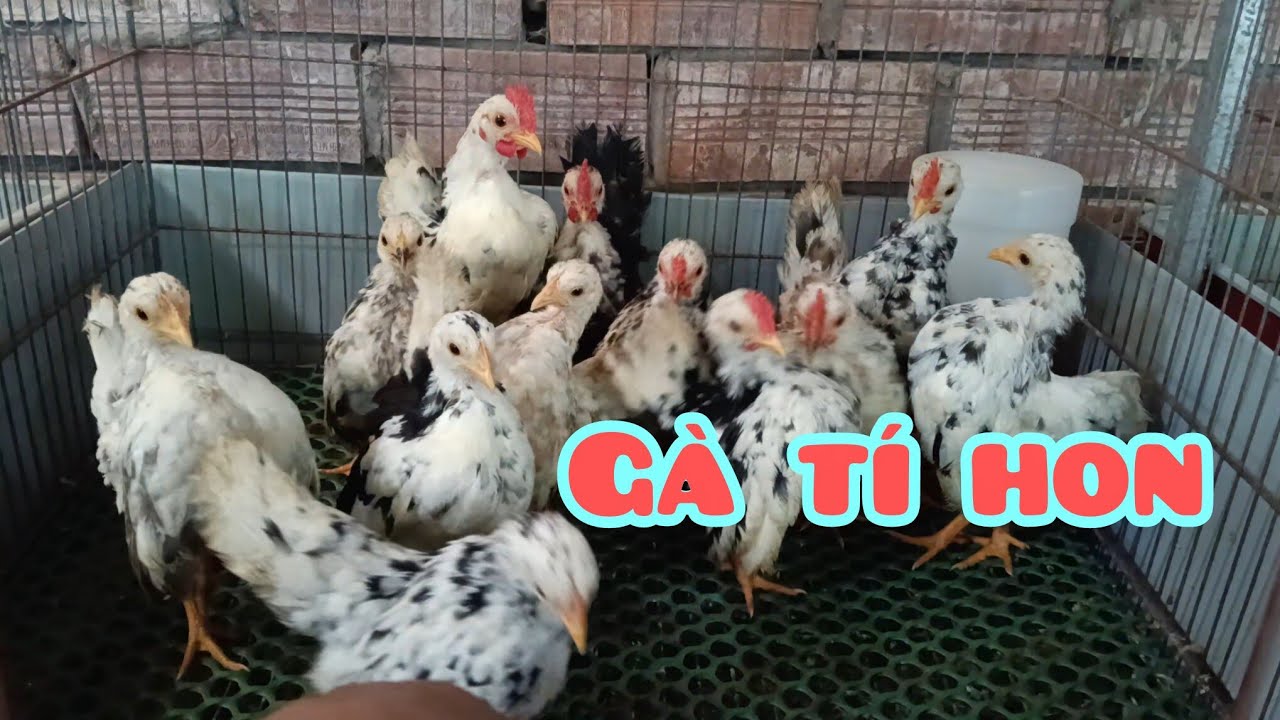 Gà Serama đẹp 14/ 08 | Trại gà Serama Cần Thơ.