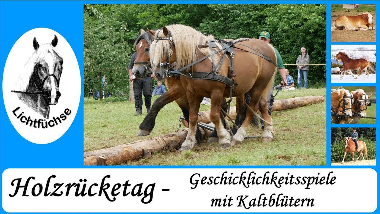 Kaltblüter - Holzrücketage in Ebergötzen 2017