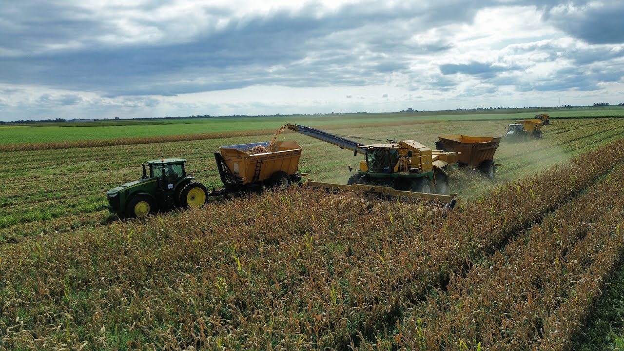 Seed Corn Harvest 2023