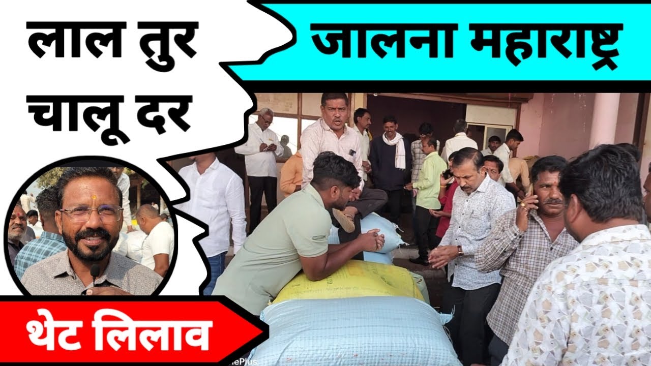 लाल तुर चालू दर थेट लिलाव जालना महाराष्ट्र || लाल तुरीला काय मिळतो भाव