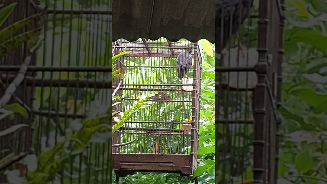 jalak kebo gacor episode 3 by Gsterill #burung #suaraburung #gacorrr 