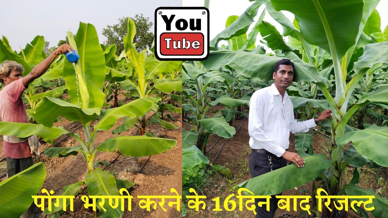 पोंगा भरणी करने से 100% रिजल्ट मिलेगा| Treatment of Cone filling Result?