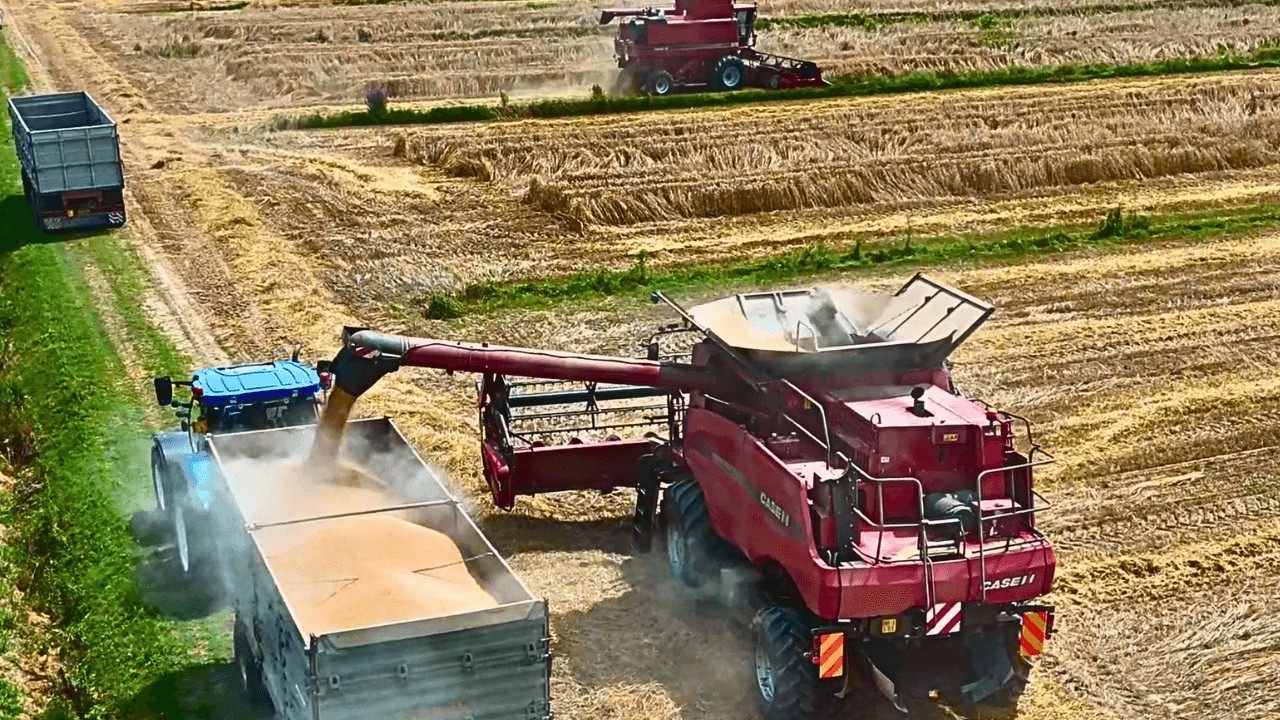 МОЛОТЬБА 2025 CASE IH AXIAL FLOW 7088 CASE IH AXIAL FLOW 2388