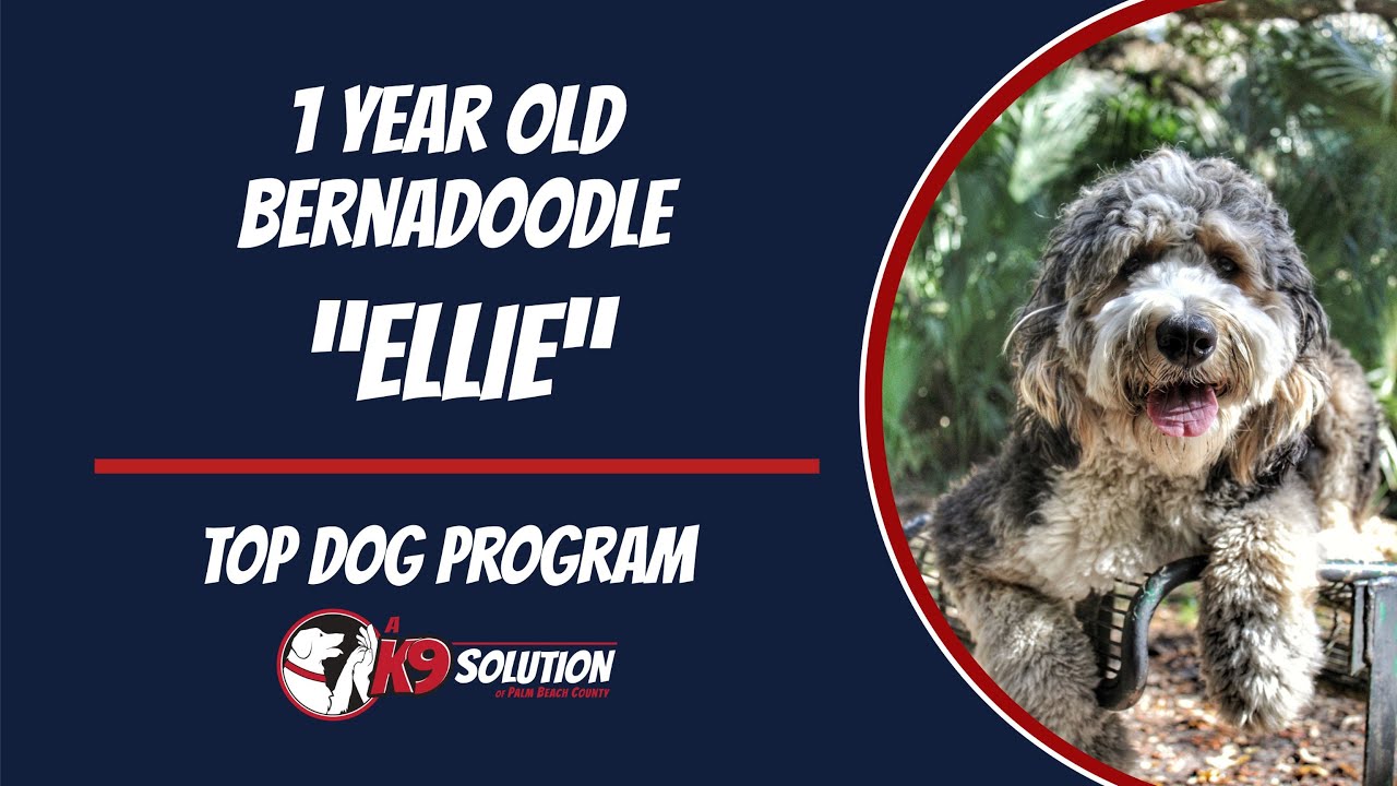 🐶Dog Trainers/Training of South Florida and Arizona /1 Y/O Bernadoodle 