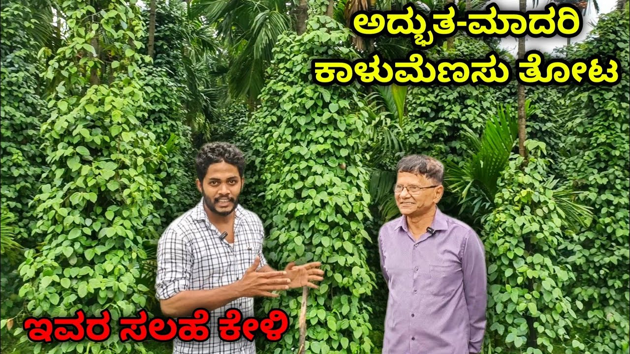 ಅಡಿಕೆ ತೋಟದಲ್ಲಿ ಕಾಳುಮೆಣಸು ಕೃಷಿ ಮಾಡಲು ಆಸಕ್ತಿ ಇರುವವರಿಗೆ ಸಂಕ್ಷಿಪ್ತ ಪರಿಚಯ. #blackpepper