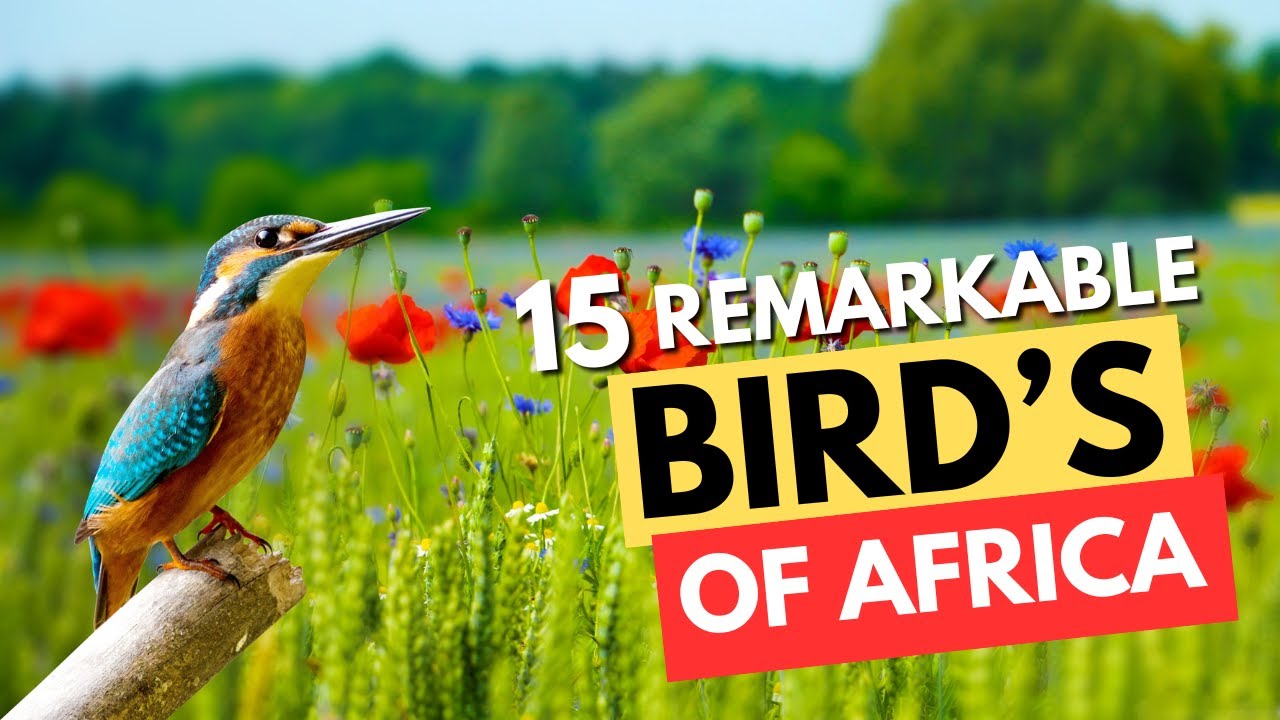Africa's 15 Most Remarkable Birds