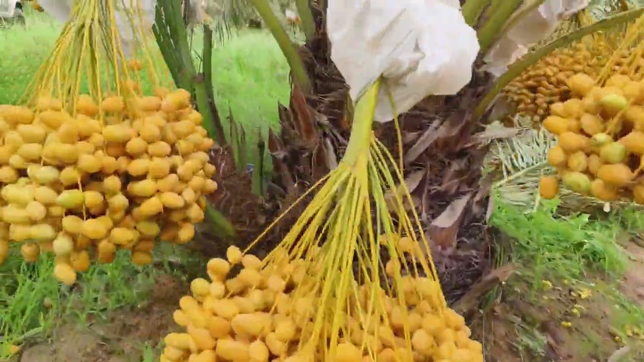 Fresh best quality Dates tree farming Bhuj Kutch🌴🌴#fresh #best #quality #Dates tree #farming