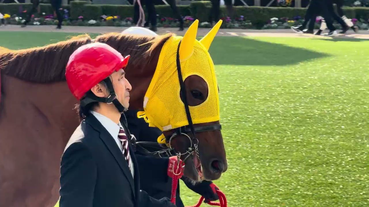 スプリングSのパドック