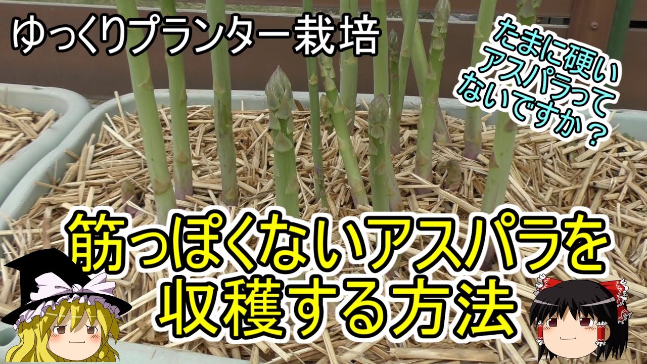 アスパラガス栽培 筋張ったアスパラにしないためには