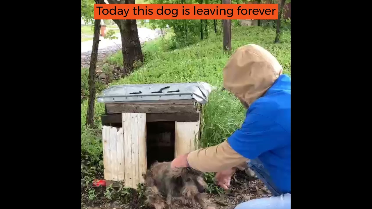 Romania chained dog rescue through Fundatia Sky