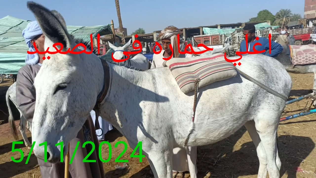 اسعار الحمير  والخيل من داخل سوق الثلاثاء 5/11