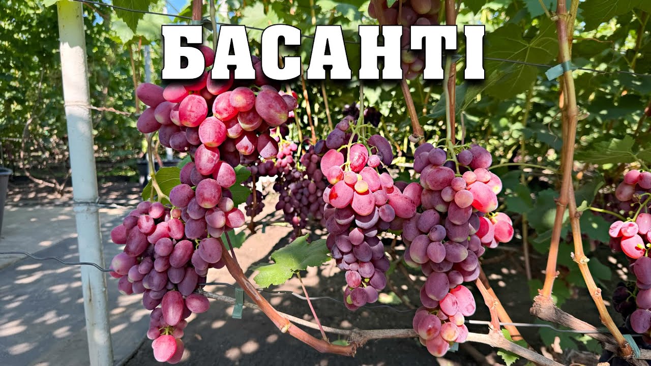 Басанті - гібридна форма винограду селекції Бурдака О.В.