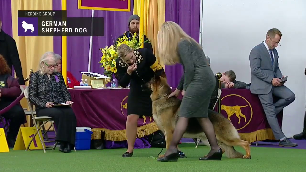 German Shepherd Dogs | Breed Judging 2019