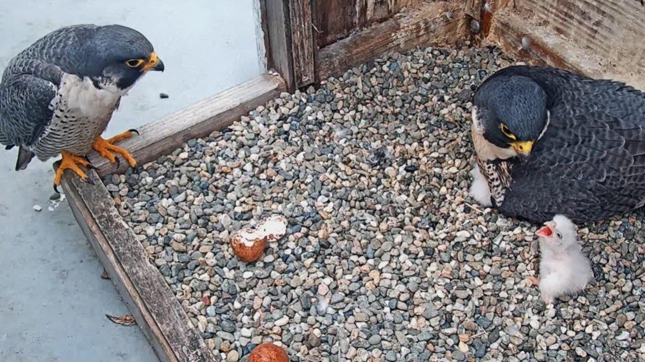 Cal Falcons: Displaced chick 🐥 tests Archie's incubation skills 🤔 2024 Apr 23