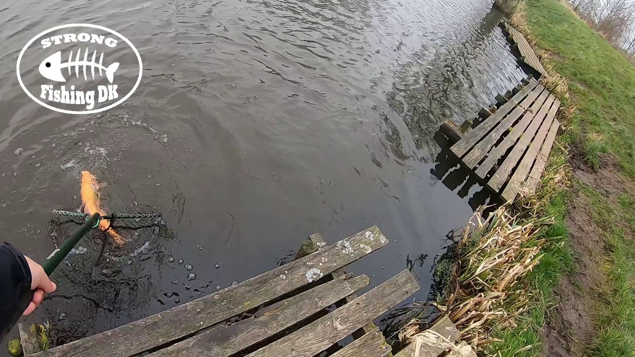 Jagt på guldørreder