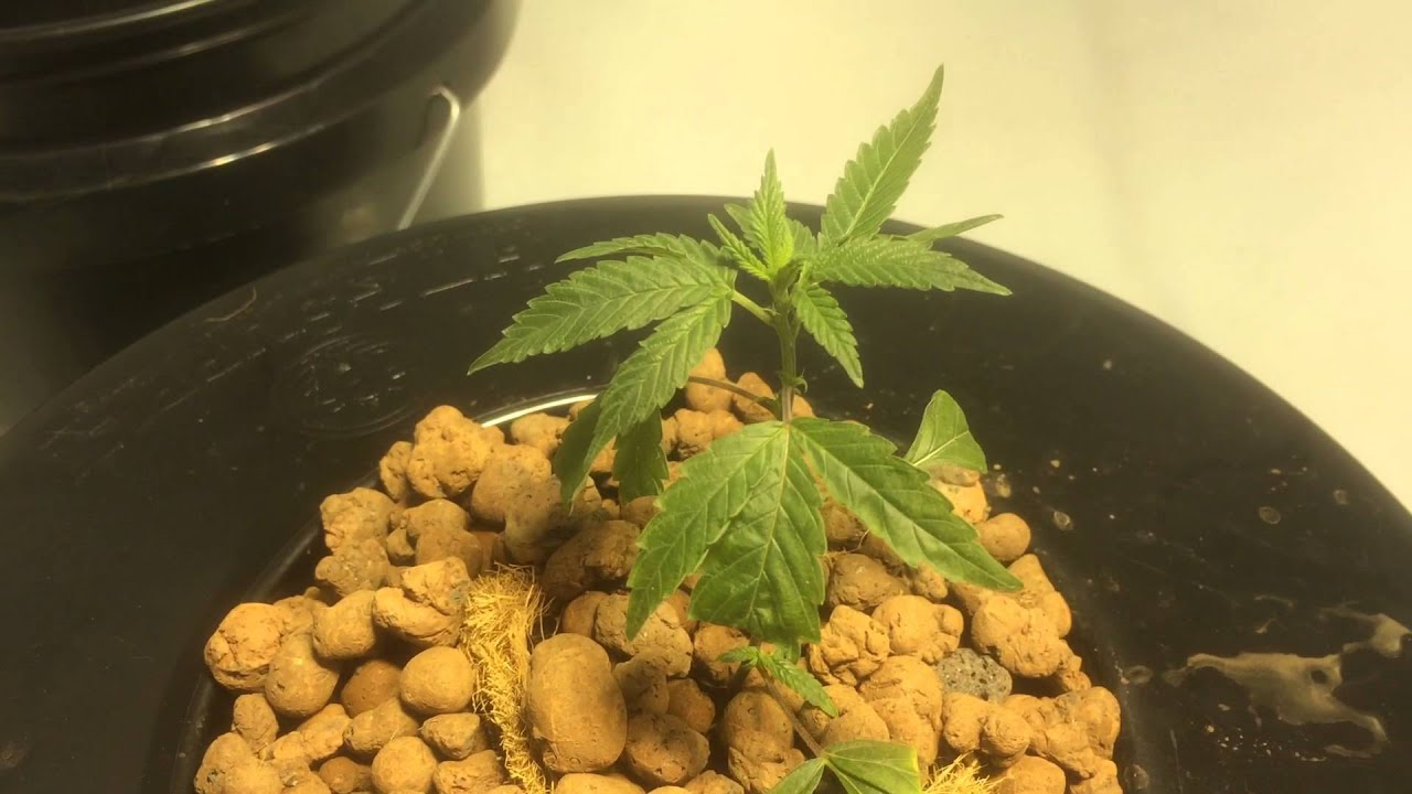 First Marijuana Grow Operation