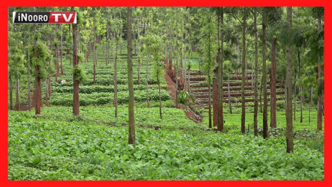 Urimi wa nyeni cia kienyenji, Kihara- Kiambu; #MugamboWaMurimi PART 1
