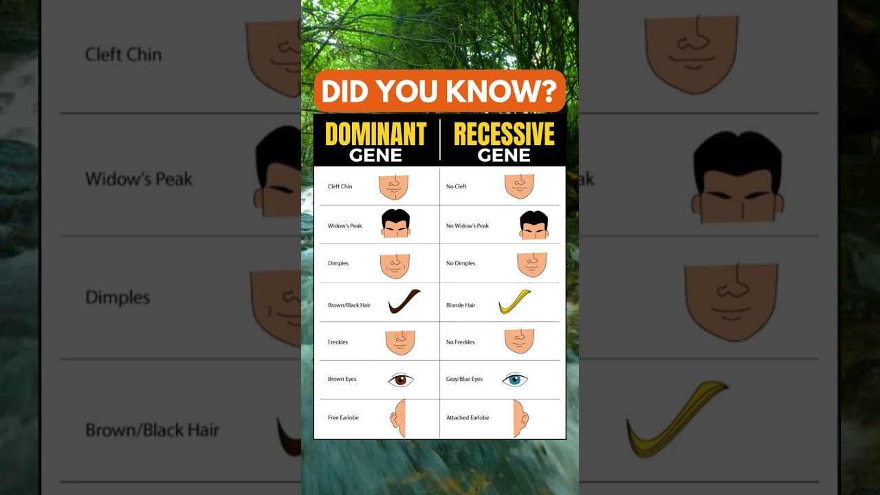 Dominant gene vs Recessive gene