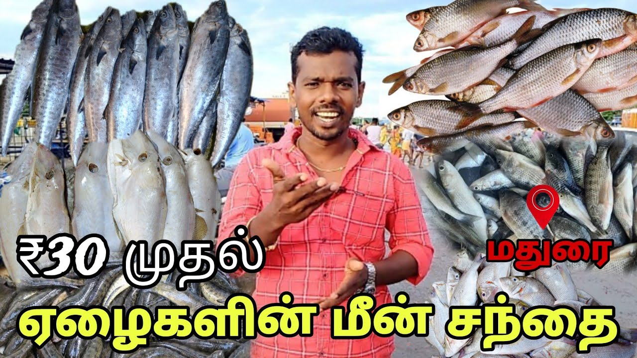 🐬மதுரை மலிவு விலை மீன்‌ சந்தை | madurai midnight fish market | madurai meen market | ramki ar