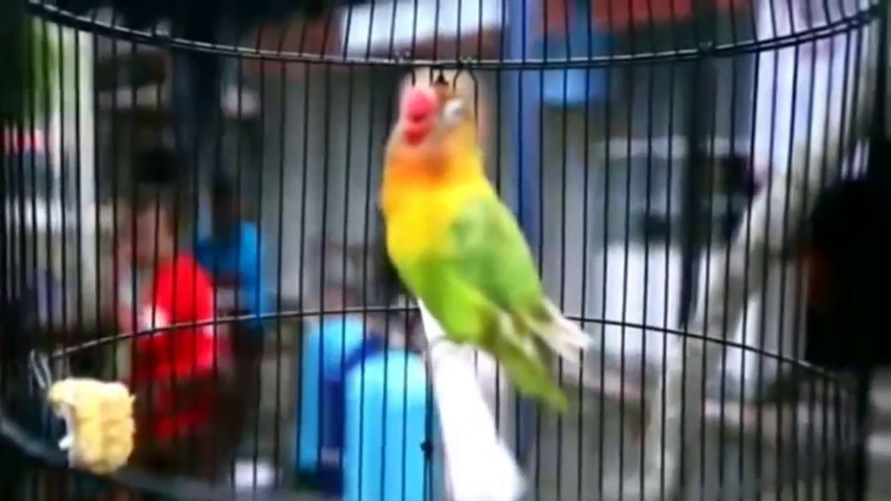 MENGENANG SANG LEGENDA LOVEBIRD KUSUMO