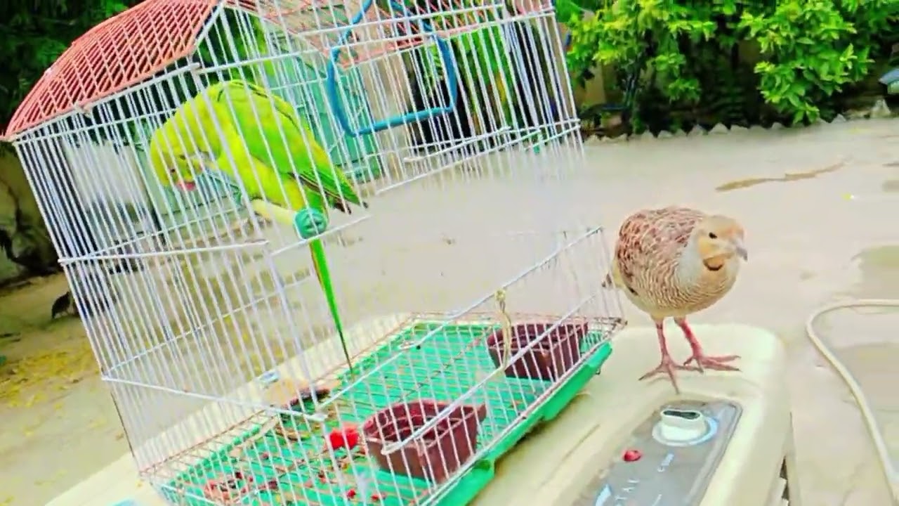 Top ten best stock birds video #background  birds awaz# most beautiful birds